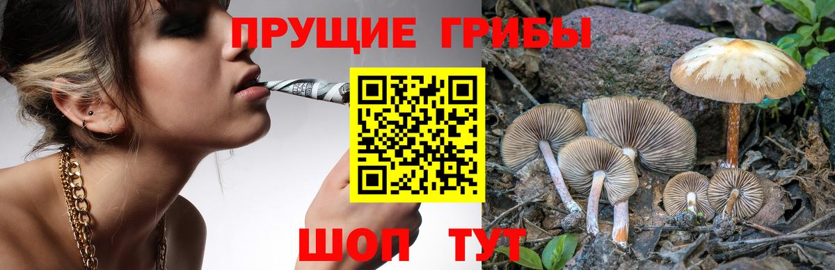 Галлюциногенные грибы Psilocybe Нарьян-Мар